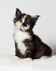 tri-color kitten of Maine Coon looks