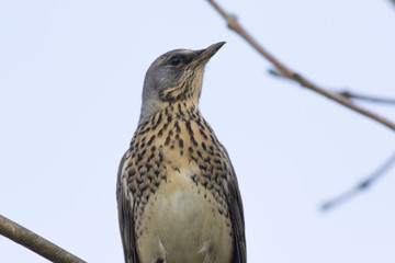 Wacholderdrossel (Turdus pilaris)