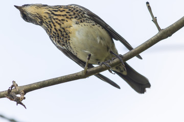 Wacholderdrossel (Turdus pilaris)