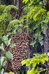 Cohune Palm Tree With Fruits