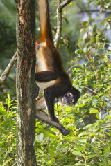 Geoffroy's spider monkey at the tree