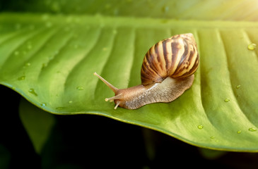 Curious snail in the garden on green leaf