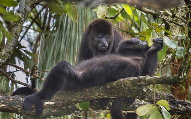 Black Howler Monkeys