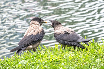 Raven and her grown chick on the grass by the lake
