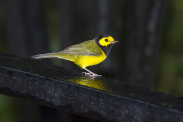 Hooded warbler on the deck