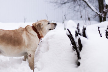 Labrador in the Park in winter, walks