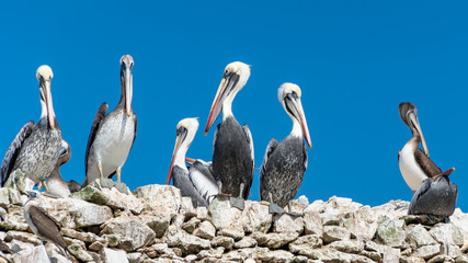 Paracas National Park in Peru with pelicans. Ica, Peru