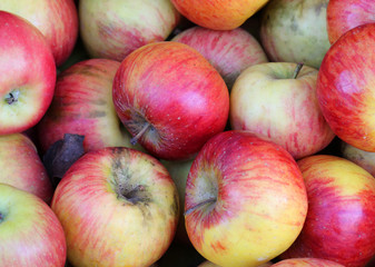 background of many red ripe apples