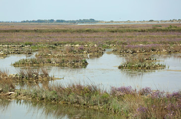 landscape in the Venetian lagoon near Venice called MESOLE in It