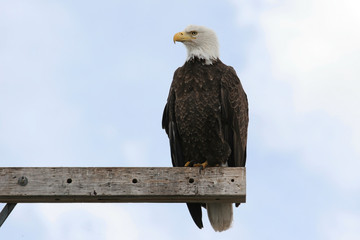 Bald Eagle (haliaeetus leucocephalus)