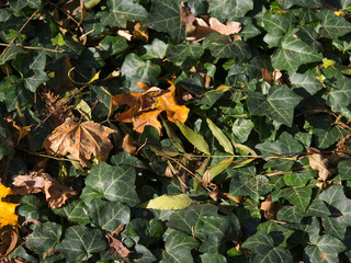 Fall autumn leaves on the ground, copy space