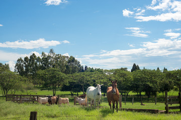 Obraz na płótnie Canvas cavalos no campo
