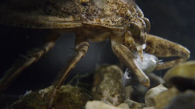 Water potato bug holding and poking fish in aquarium / Salt Lake City, Utah, United States