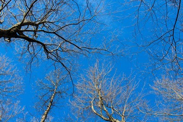 The bare branches of the trees and the blue sky in the background.