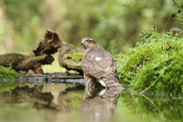 Bathing Sparrowhawk