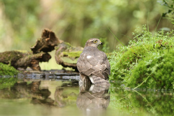 Sparrow Hawk