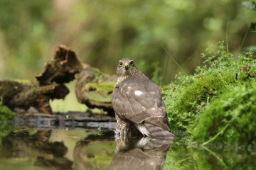 Sparrow hawk bathing