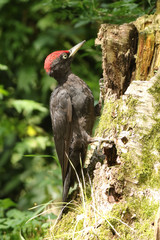 Black woodpecker