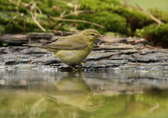 Willow Warbler