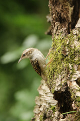 short-toed treecreeper