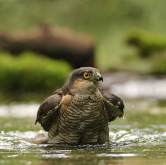 Male Sparrow Hawk bathing