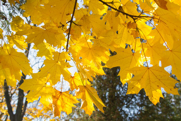 Autumn maple tree branch, copy space