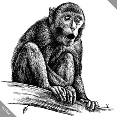 black and white engrave isolated monkey vector illustration © Turaev