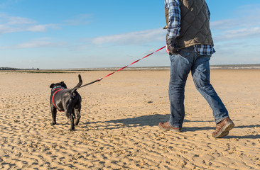 dog on a extendable leash or lead on a beach in winter