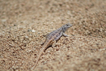 lagartija del desierto 2 