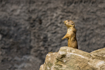 Naklejka na ściany i meble Alpine Marmot or Marmota marmota on the lookout for dangerous predators