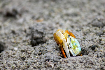 An orange and blue fiddler crab peeking out of its shelter