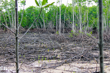 An old mangrove forest, completely destroyed by a recent typhoon