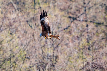 Rotmilan bei der Jagd