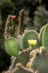 Blooming cactus in the Spanish countryside - the fruits of this species, known as Indian or Christian Figs are regularly eaten