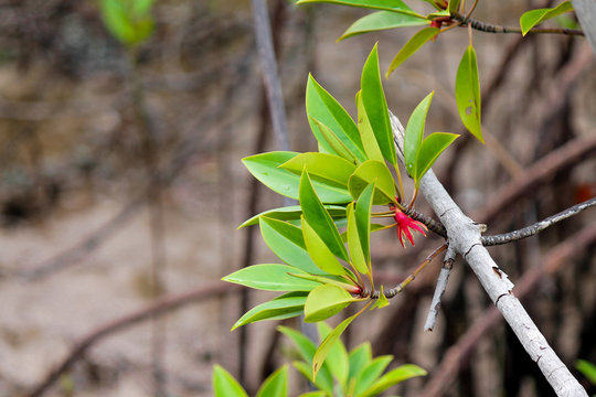 Blooming mangrove tree - scientific name Bruguiera gymnorhiza