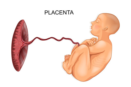 baby and placenta