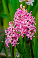 hyacinth flower