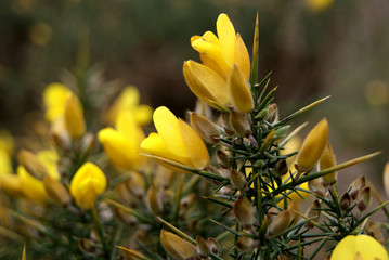 Common Gorse, Furze or Whin - Scientific name Ulex europaeus. Yellow flowers and sharp thorns on...