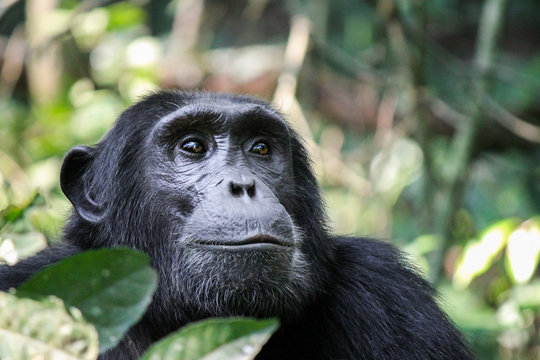Common Chimpanzee - Scientific name- Pan troglodytes schweinfurtii portrait at Kibale Forest National Park, Rwenzori Mountains, Uganda, Africa