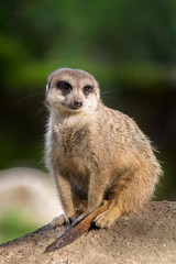 Cute Meerkat