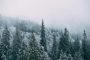 Fototapete Wald Winter green tree covered with snow.  © nazariykarkhut