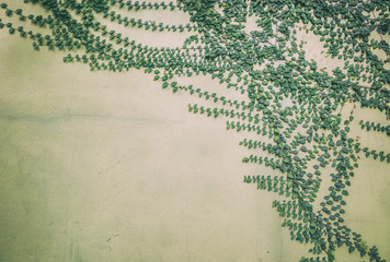 Green creeper plant on cement wall