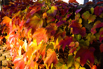 Leafs of autumn and fall.