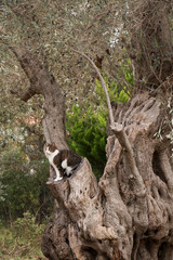 Katze sitzt im Olivenbaum und beaufsichtigt die Ernte