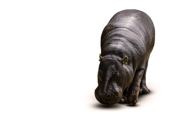 Isolated Pygmee Hippo on White Background Studio Shot Animal