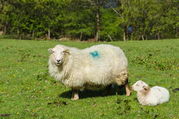 Welsh mountain sheep ewe and her resting lamb in a sunny pasture in rural Wales