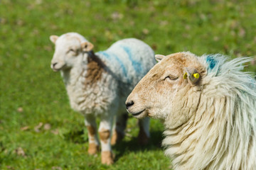 Welsh mountain sheep ewe keeps a watchful guard over her lamb on a mountain pasture in rural Wales