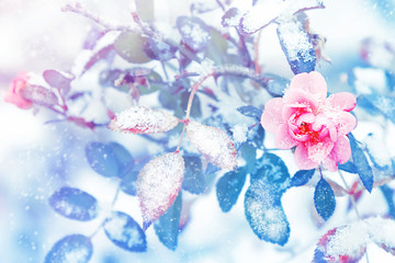 Beautiful pink roses and blue leaves in snow and frost in a winter park. Christmas artistic image.
