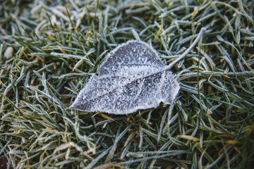 Close-up photograph of ice and frost on grass and leaves on a cold foggy winter morning in Poland