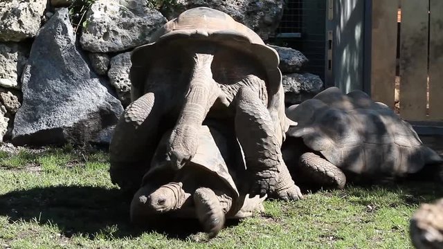 Seychellen-Riesenschildkröten bei der Paarung